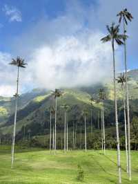 【Valle de Cocora|雲霧深處的蠟棕櫚之谷】