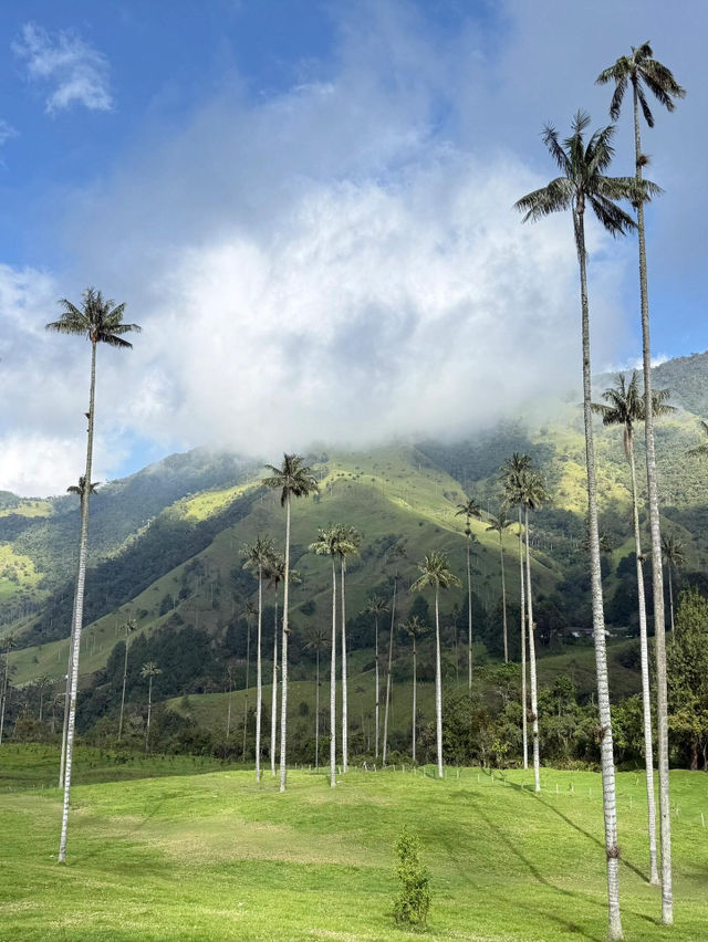 【Valle de Cocora|雲霧深處的蠟棕櫚之谷】 【Valle de Cocora|雲霧深處的蠟棕櫚之谷】