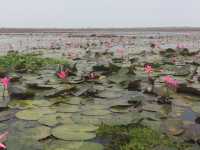 🌸 Travel Blog: Red Lotus Sea (Talay Bua Daeng), Udon Thani 🌸