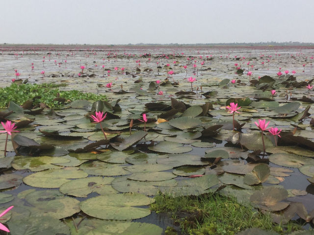 🌸 Travel Blog: Red Lotus Sea (Talay Bua Daeng), Udon Thani 🌸
