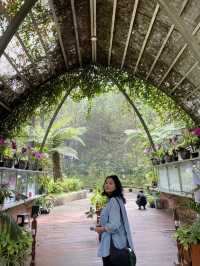 Discovering Serenity: A Journey Through Orchid Forest Cikole