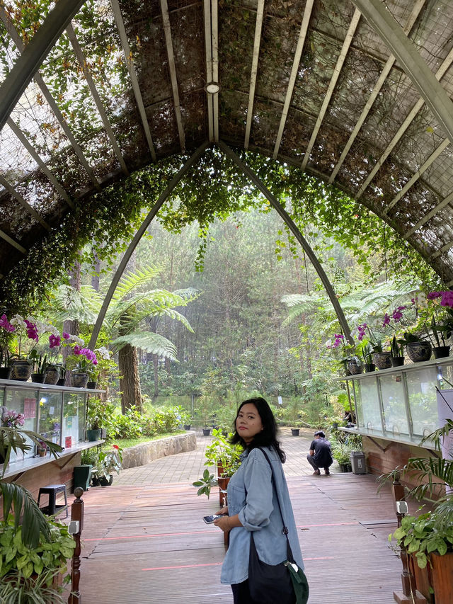 Discovering Serenity: A Journey Through Orchid Forest Cikole