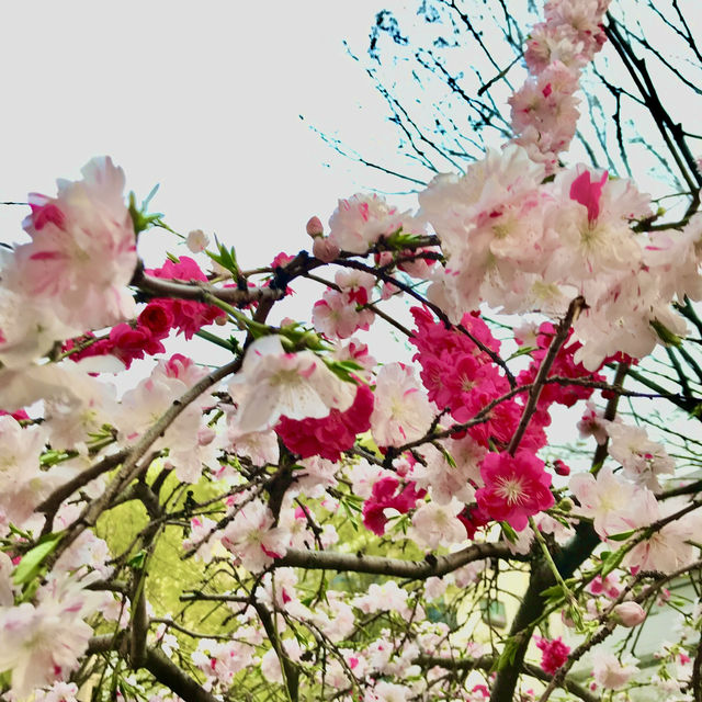 🌸都心の隠れ花見スポット：モモと桜が重なる早稲田鶴巻町🌸
