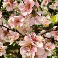 🌸都心の隠れ花見スポット：モモと桜が重なる早稲田鶴巻町🌸