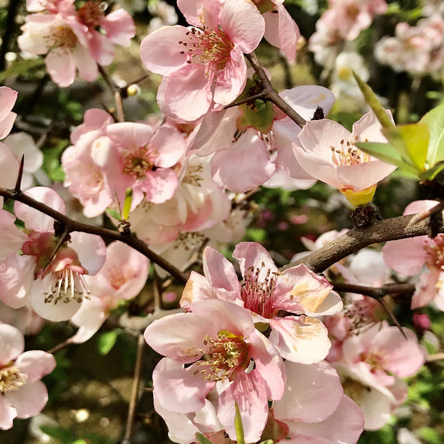 🌸都心の隠れ花見スポット：モモと桜が重なる早稲田鶴巻町🌸