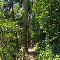 太白山絕美秘景～賞心悅目🌳  