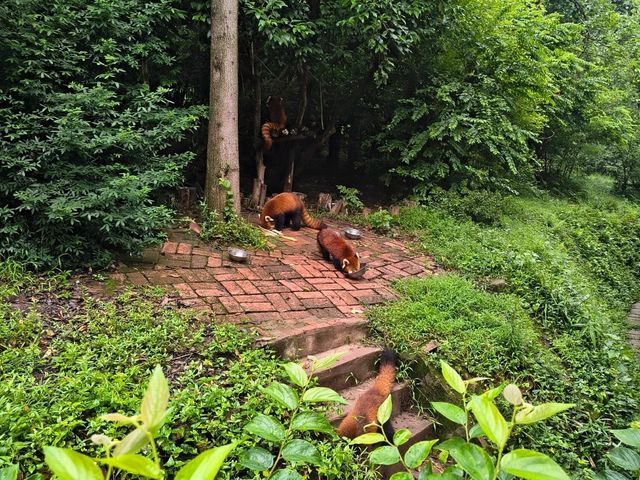 Chengdu Panda Base