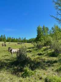 Reindeer Herders’ Village – Taiga, Mongolia