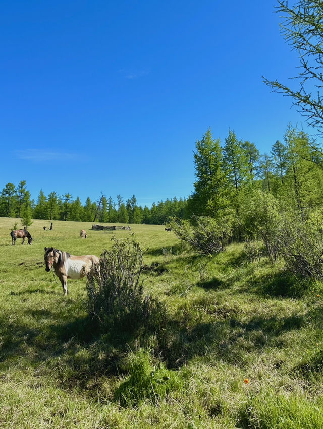Reindeer Herders’ Village – Taiga, Mongolia