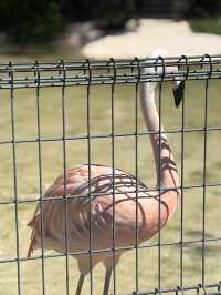 🇯🇵 Shirahama Adventure World Zoo Day🦒