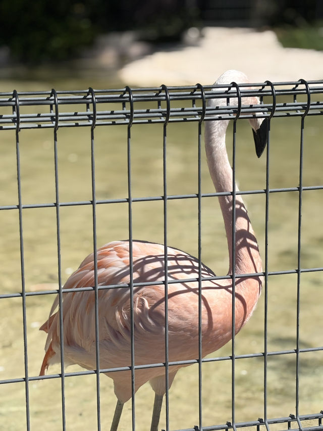 🇯🇵 Shirahama Adventure World Zoo Day🦒 🇯🇵 Shirahama Adventure World Zoo Day🦒
