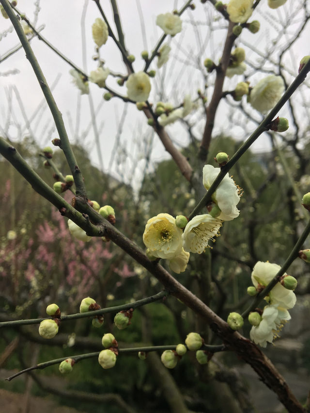 走訪上海的一些日子