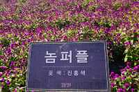 【韓國秋天好去處】🌿🍀京畿道楊州Nari公園·粉黛亂子草、波波草打卡