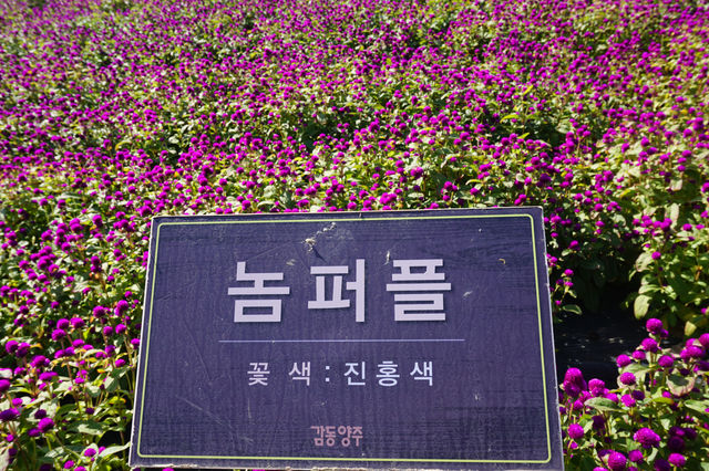 【韓國秋天好去處】🌿🍀京畿道楊州Nari公園·粉黛亂子草、波波草打卡