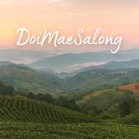DoiMaeSalong