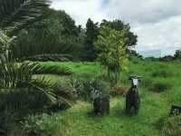 Ayrlies Garden and Wetlands