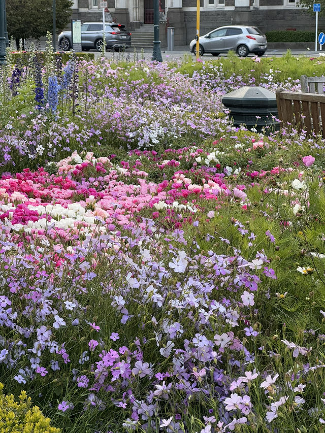 【ニュージーランド・ダニーデン】世界一美しいと称される駅「ダニーデン駅」🏛️🌿 【ニュージーランド・ダニーデン】世界一美しいと称される駅「ダニーデン駅」🏛️🌿
