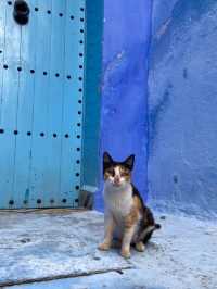 Step Into the Blue Wonder of Chefchaouen Medina 💙🏞️