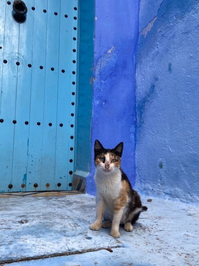 Step Into the Blue Wonder of Chefchaouen Medina 💙🏞️