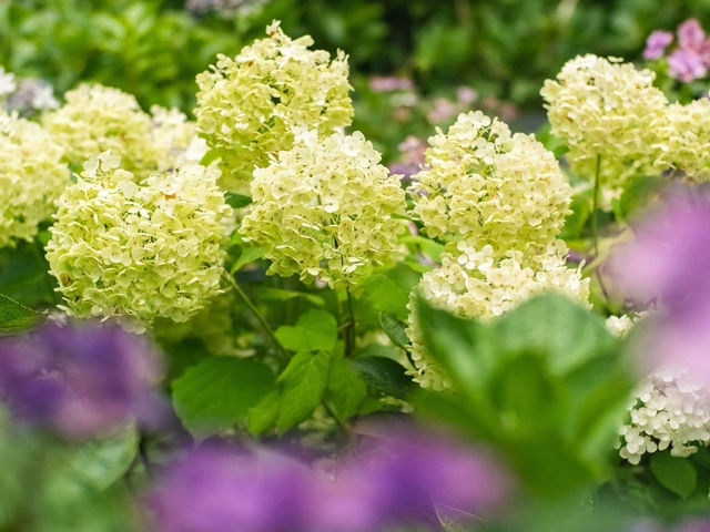 Hydrangea Season in Kamakura – Japan’s Rainy Season Gem! 💧✨