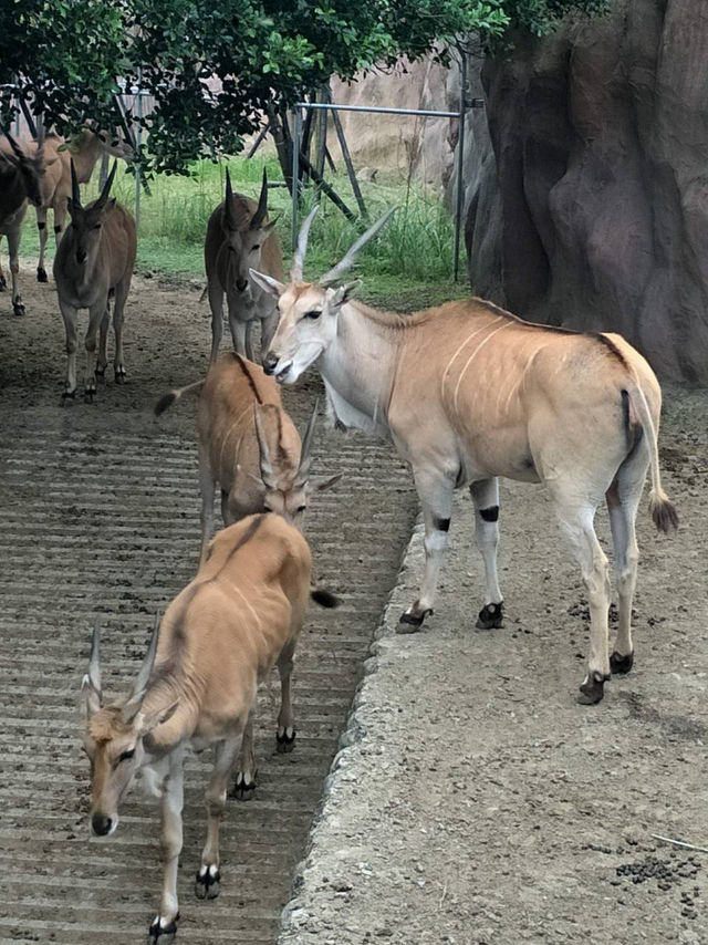 寓教於樂的親子天堂#臺北市立動物園-臺北市文山區