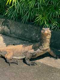 新加坡 4日3晚 游