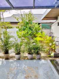 Vibrant Green Potted Palm Plants