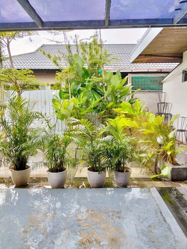 Vibrant Green Potted Palm Plants