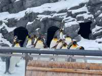 Asahiyama Zooแพนกวินเดินพาเหรดบนรันเวย์หิมะ!