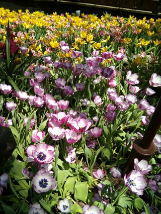 Tulip Exhibition: A Riot of Color and Blooms