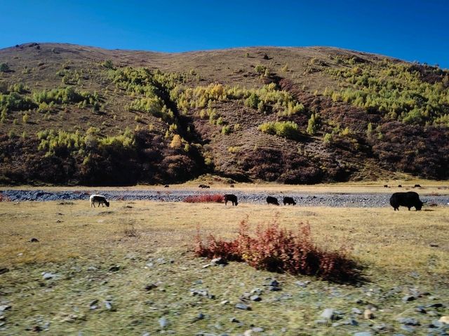 แชร์งบเที่ยว : เสฉวนตะวันตก 5 วัน 4 คืน