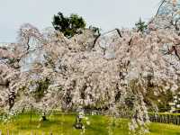 Your Solo Stroll Through Imperial Spring 