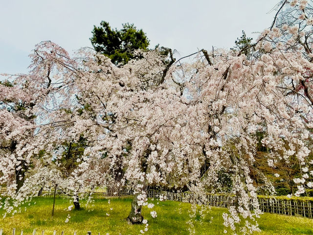 Your Solo Stroll Through Imperial Spring 