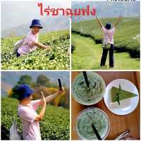 แหล่งปลูกชาชั้นดีในเชียงราย✨️