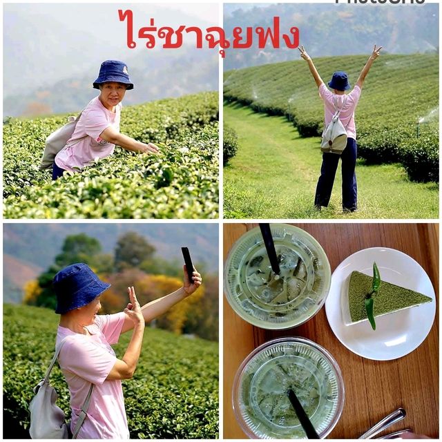 แหล่งปลูกชาชั้นดีในเชียงราย✨️