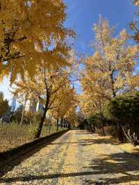 🌳올림픽공원 산책길