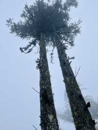 Ham Rong Magic🌄🌳☁️