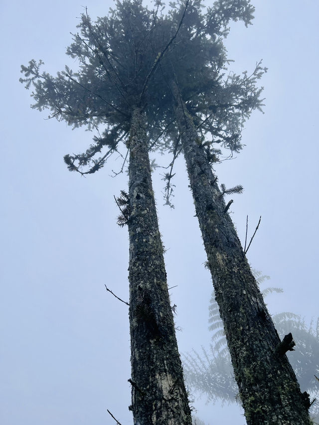 Ham Rong Magic🌄🌳☁️ Ham Rong Magic🌄🌳☁️