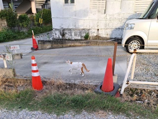 🌊 沖繩奧武島|貓咪之島 × 漁村秘境× 沖繩必吃天婦羅 🌊 沖繩奧武島|貓咪之島 × 漁村秘境× 沖繩必吃天婦羅