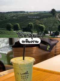ไร่ชาฉุยฟง @เชียงราย