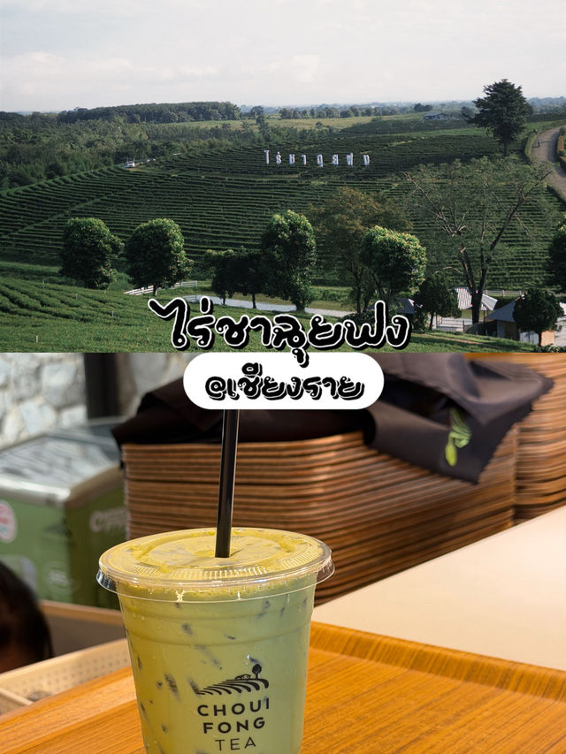 ไร่ชาฉุยฟง @เชียงราย