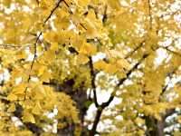 Tranquil Beauty of Former Yasuda Garden in Autumn