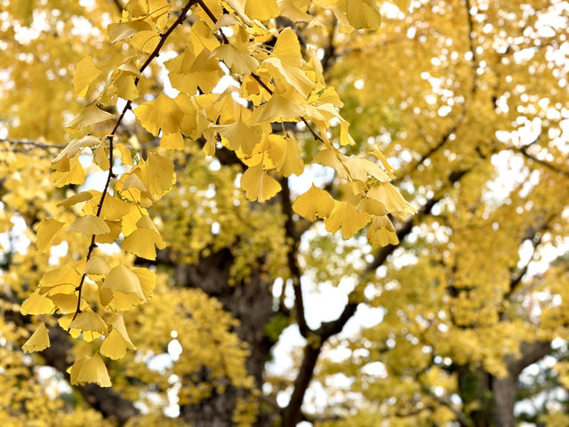 Tranquil Beauty of Former Yasuda Garden in Autumn Tranquil Beauty of Former Yasuda Garden in Autumn
