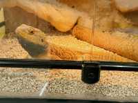 Where Wings Whisper Secrets: A Journey Through the Zhuhai Insect Museum