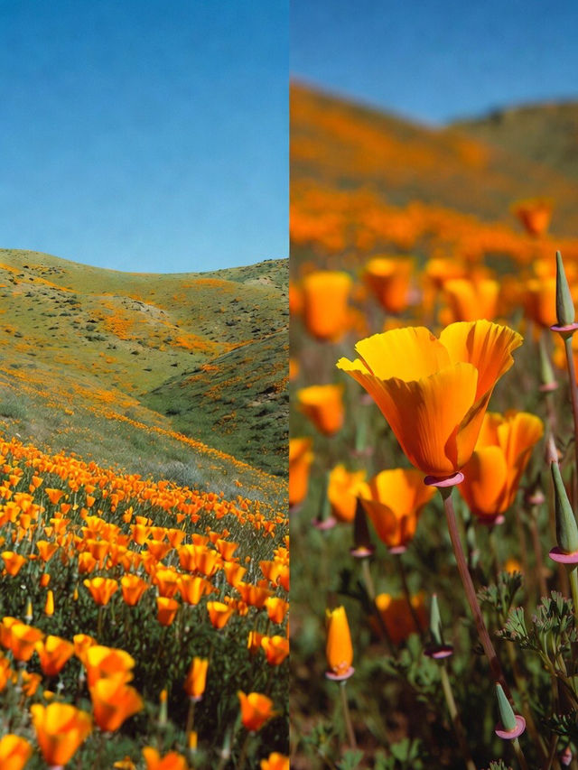 Antelope Valley California Poppy Reserve State Natural Reserve