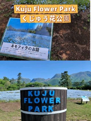 🇯🇵Flower Season in Oita