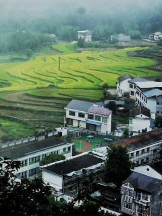 🌾 Walking the Qinling Mountains | Golden Autumn in Fengyan
