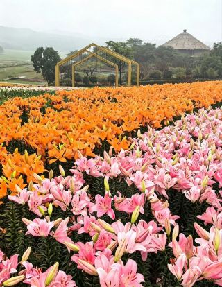 🌧️ A Garden Wrapped in Mist | Lilies at Ban Tang