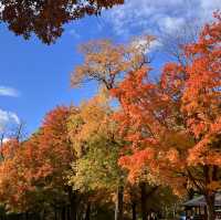 Beautiful Autumn 🍂 in High Park Toronto