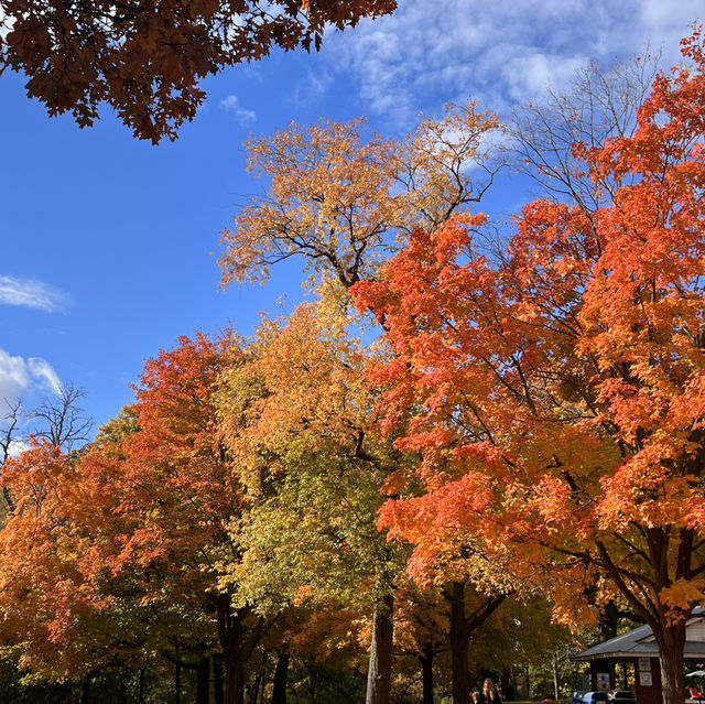 Beautiful Autumn 🍂 in High Park Toronto